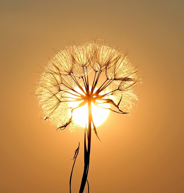 dandelion_gc7b400047_1920