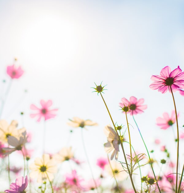 abatract_sweet_cor_cosmos_flores_na_textura_bokeh_borrao_suave_para_o_fundo_com_estilo_retro_vint...