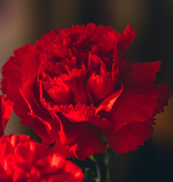 carnations_g6f4d7b8d2_1920