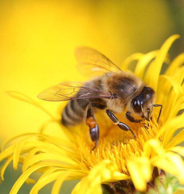 honey_bee_8320764_1280