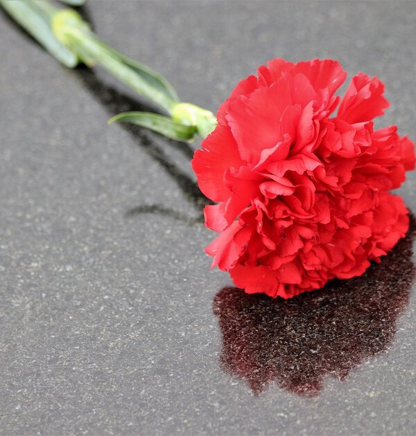red_carnation_g03bf76e00_1920