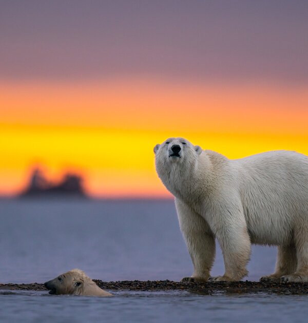 selective_focus_shot_of_a_polar_bear_at_sunset